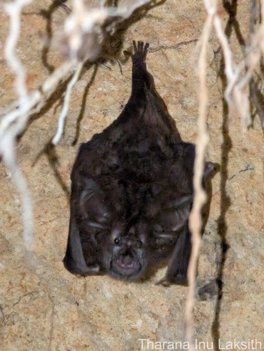 Rhinolophidae